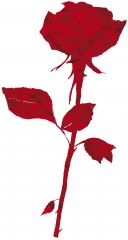 logo rosa 2012 (2).jpg